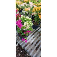 ราคา ต้นเฟื่องฟ้า แฟนตาซี จัดส่งพร้อมกระถาง 10นิ้ว สีชมพูขาว คละสี กัน2 3สีใน1กระถาง (17200913104)