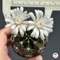 ราคา ยิมโน ไซส์ให้ดอก Gymnocalycium ไม้อวบน้ำ Cactus Succulent (10000402341)