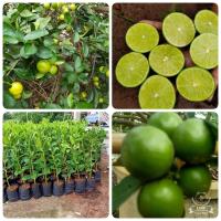 ราคา ขายกิ่งพันมะนาวแป้นสุขประเสริฐกิ่งละ79บาทเปลือกบางทนโรคครับกิ่งพัน60 80เซนปลูกง่ายโตเร็วครับรับประกันสายพันแท้ครับปลูกได้ทุกที่ทุกจังหวัดครับ (15303576201)