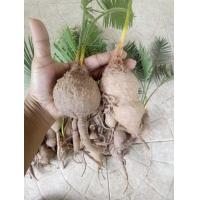 ราคา หัวปรง 13 15cm ส่งเฉพาะหัวไม่มีใบ ปรง ต้นปรง (12831643460)