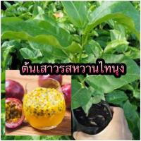 ราคา เสาวรสหวานไทนุง เสาวรสสีม่วง ชุด4ต้น เพาะเมล็ด อร่อยและมีประโยชน์ เสาวรสพันธุ์นี้มีรสชาติเป็นเอกลักษณ์ หวาน หอม อร่อย เหมาะสำหรับทานสดและแปรรูปเป็นน้ำผลไม้ (15212105600)