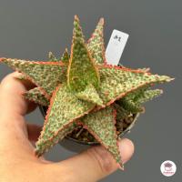 ราคา Aloe Hybrid seedings อโลไฮบริด ไม้เมล็ด 50บาท ทุกต้น ไม้อวบน้ำ กุหลาบหิน cactus succulentหลากหลายสายพันธุ์ (16467653534)