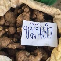 ราคา 1 กิโลกรัม Curcuma aeruginosa Roxb เหง้าหัว ขมิ้นดำ ขมิ้นดำสด ว่านมหาเมฆ รสเฝื่อน (9126229414)