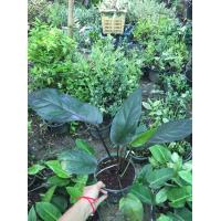 ราคา โชคเก้าชั้นสีดํา Anthurium Black Dragon ไม้มงคล ในกระถาง5นิ้ว ต้นละ 599 บาท (10093168058)