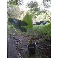 ราคา 1หัว ว่านพญาจงอาง ไม้โบราณนิยมปลูกไว้ริมบ้านกันงู กันสิ่งไม่ดีเข้าบ้านว่านพญาจงอาง ปลูกวางทุกทิศ อสรพิษ ไม่กล้ากล้ำกรายใช้แก้พิษงู เขารู้กันทั่ว (20968648298)