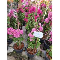 ราคา ต้นเฟื่องฟ้า พวงมณี ในกระถาง10นิ้ว ใบไม่ร่วง ไม่ปลิว เฟื่องฟ้าสาวิตรี ดอกสีชมพูบานเย็น จ (17669532175)