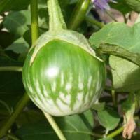 ราคา มะเขือเปราะลาย ถูกที่สุด10บ เมล็ดมะเขือเปราะคางกบ 20 เมล็ด งอกง่าย โตไว ลูกดก ทานอร่อย (13034557841)