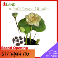 ราคา Uland เมล็ดพันธุ์บัวฉัตรขาว 10 เมล็ด บัวหลวง เต็มเมล็ด อัตราการงอกสูง เมล็ดพันธุ์บัว บัวฉัตร ดอกบัวฉัตร (10050271894)