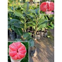 ราคา ส้มโอทับทิมสยาม รสชาติหวานอร่อย เปลือกบาง (13166277555)