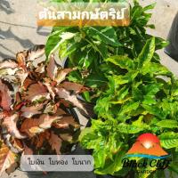 ราคา ใบเงิน ใบทอง ใบนาก ต้นใบเงิน ต้นใบทอง ต้นใบนาก ต้นใบนาค สวนเขาหมาก ต้นไม้มงคล เสริมเรื่องเงินทอง ได้รับ 3 ต้น รับประกันสินค้า (8892204088)