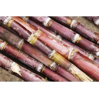 ราคา อ้อยแดงอ้อยดำ ลดน้ำตาล โรคเบาหวาน 1มัดมี 5 ท่อน 69 บาท (21100243480)