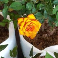 ราคา ต้นกุหลาบหนู สีเหลืองทอง ดอกไม้แห่งความรัก จัดส่งพร้อมถุง 6 นิ้ว ลำต้นสูง 40 50 ซม (21008863100)