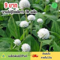 ราคา 9 บาท เมล็ดพันธุ์ ดอกบานไม่รู้โรยสีขาวล้วน (21099183724)