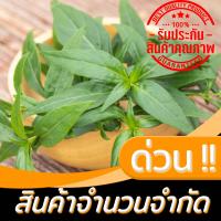 ราคา เมล็ดต้นไม้ เมล็ดพันธุ์ฟ้าทะลายโจร 400เมล็ด (9549079774)