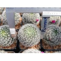 ราคา ศูนย์รวมต้นกระบองเพชร ทั้งหมดในร้าน ต้นกระบองเพชร ต้นแคคตัส แคคตัส กระบองเพชร (15869401497)