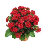 ราคา 30 เมล็ดพันธุ์ เมล็ด กุหลาบหินดอกซ้อน ไม้อวบน้ำ Kalanchoe blossfeldiana Seed อัตราการงอก 80 85 (11650139324)