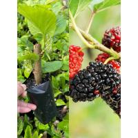 ราคา ต้นมัลเบอรี่ 3ต้น80บาท หรือต้นหม่อนเบอรี่พันธุ์เชียงใหม่ 60 ชุด 3ต้น ออกตลอดทั้งปี แบบชำกิ่ง (9707034918)