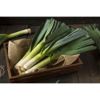 ราคา เมล็ดพันธุ์ กระเทียมต้นฝรั่ง กระเทียมต้นยักษ์ Leek เมล็ดกระเทียมต้น 40 100 เมล็ด ซื้อ 10 แถม 1 คละได้ (17008935701)