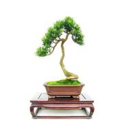 ราคา ขายส่ง 100 เมล็ด เมล็ดสนใบพาย สนใบพาย Podocarpus polystachyus หลิวอรหันต์ สนจักรพรรดิ์ หลิวไต้หวัน สนประดิพัทธ์ สนใบเล็ก พญาไม้ใบเล็ก (351919440)