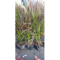ราคา 10ต้น ออเดอร์ ต้นหญ้าน้ําพุ หญ้าเม็กซิกัน African Fountain Grass Purple Grass ใช้แต่งสวน สวยมากๆ ดอกหญ้านิ่มเหมือนหางแมว จัดส่งพร้อมถุง 6 นิ้ว ลำต้นสูง 45 55 ซม (20986652374)