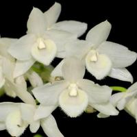 ราคา เอื้องครั่งสั่นเผือก กล้วยไม้ เกาะไม้ 6 นิ้ว 3 5 ลำต้น กำลังมีดอก ออกดอกเมษา พฤษภา กล้วยไม้ป่าแท้ กล้วยไม้ป่าหอม กล้วยไม้ป่าขวด Taeng Suan (13290426655)