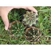 ราคา ต้นยิมโนเขียว Gymnocalycium ไม้เมล็ด ขนาด5 7 ซม ต้นกระบองเพชร ต้นแคคตัส แคคตัส กระบองเพชร (13143078265)
