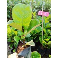 ราคา ไทรใบสัก ช่วยในการดูซับฝุ่น และเป็นต้นไม้ฟอกอากาศได้อีกด้วย (17191224683)