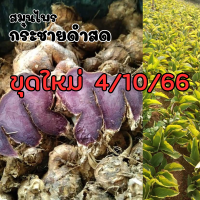 ราคา หัวกระชายดำสด กระชายดำแท้100 ขนาด500 กรัม (20839699866)