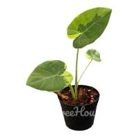 ราคา โคโลคาเซีย ออดิบด่างเหลืองอันดามัน Colocasia Gigantea Hook f Variegated กระถาง 4 นิ้ว (20718593249)