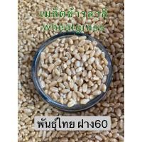 ราคา เมล็ดข้าวสาลี เมล็ดข้าวสาลีสำหรับเพาะต้นอ่อน คั้นน้ำข้าวสาลี น้ำต้นอ่อนข้าวสาลี วีทกราส wheatgrass เมล็ดพันธ์ุไทย อัตรการงอกดี 500 กรัม (10091154447)