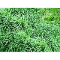 ราคา ขายส่ง 10000 เมล็ด เมล็ดหญ้ากัมบ้า Andropogon gayanus พืชตระกูลหญ้า เมล็ดพันธ์หญ้า หญ้าอาหารสัตว์ หญ้าพันธุ์ หญ้ารูซี่ หญ้ากินนี หญ้าอะตราตัม (396937495)