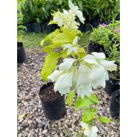 ราคา ต้นดอนญ่าขาว ไม้ประดับตกแต่งสวน ใบสีขาวสวย (19609202197)