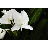 ราคา 3เหง้า ว่านมหาหงส์ ดอกสีขาว เหง้าใหญ่ พร้อมปลูก สดๆ Hedychium coronarium J Koenig ว่านมงคล (9125470277)