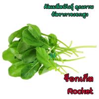 ราคา เมล็ดพันธุ์ผักสลัด ร็อกเก็ต Rocket ผักสลัด ผักไฮโดรโปนิกส์ homes (3212140899)