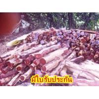 ราคา ขายส่ง 120 เมล็ด เมล็ดพะยูงเวียดนาม Dalbergin tonkinensis ราชาแห่งไม้ ไม้เนื้อแข็ง ไม้เศรษฐกิจอนาคต ไม้ต่างถิ่น พันธุ์ไม้พระราชทาน (433849701)