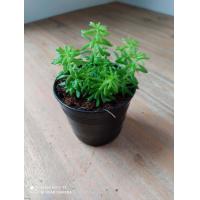 ราคา แพรหยก ต้นเศรษฐีแพรหยก เสริมดวงการเงิน พร้อมกระถาง 3 นิ้ว39 บาท (4869226714)
