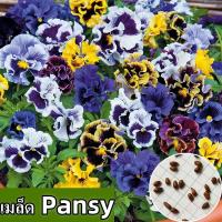 ราคา พร้อมส่ง ง่ายต่อการปลูกเมล็ดพันธุ์ดอกไม้ Pansy เมล็ดดอกไม้ Pansy สด 100 มีกลิ่นหอมของดอกไม้ที่เข้มข้น เมล็ดพันธุ์ดอกไม้บรรจุ 100 เมล็ด Pansy เมล็ดพันธุ์ดอกไม้ Pansy ราคาถูกสามารถปลูกในกระถางสวน เมล็ด 