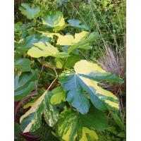 ราคา 10 เมล็ด เมล็ดมะเดื่อฝรั่ง Figs สายพันธุ์ Tiger Panache ของแท้ 100 มะเดื่อฝรั่ง หรือ ลูกฟิก Fig อัตราการงอก 70 80 Figs seed (9079319588)