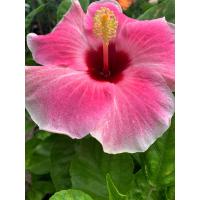 ราคา ต้นชบา ดอกชบาดาหลา สีส้มใส่แดง และสีชมพูใส่แดง ชบาฮาวาย Hibiscus ชบาแฟนซี พีนธ์ดอกใหญ่ ชบานอก ชบา ดาหลา Pandara สีส้มสวยเด่น ดอกชบา Hibiscus ดอกออกทั้งปี ต้นสูง 50 65 ซม ส่งในกระถาง 10 นิ้ว จัดส่งสินค