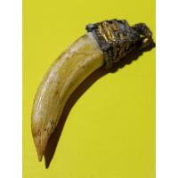 ราคา เขี้ยวหมูตัน ปลายแหลม หากินเก่ง หากินคล่อง ของเก่าบ้านๆ ยาว6 5x1 5ซ ม (13744156374)