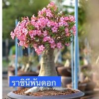 ราคา เมล็ดชวนชม เมล็ดดอกไม้ พันธุ์ยอดนิยม ราชินีพันดอก บางคล้า เขาหินซ้อน เพชรบ้านนา ฯลฯ เปอร์เซ็นการขึ้นดีมาก เพาะง่าย ไม้มงคล (20130061600)
