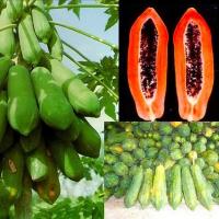 ราคา มะละกอแขกดำ ถูกที่สุด10 บ เมล็ดพันธุ์มะละกอแขกดำ 5 100 เมล็ด งอกดี โตไว ให้ผลดก มะละกอส้มตำ อร่อย (19104406414)