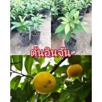 ราคา ต้นอินจัน ต้นไม้แห่งโชคลาภ ผลไม้โบราณ ที่เริ่มหากินยาก ช่วยเสริมความสิริมงคล ต้นอินจัน ผลไม้โบราณ ออกลูก 2 แบบในต้นเดียว (14232178051)