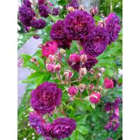 ราคา 25เมล็ด เมล็ดกุหลาบ อังกฤษ พันธุ์เลื้อย สีม่วง สายพันธุ์ เมล็ดกุหลาบ ดอกกุหลาบ ปลูกกุหลาบ กุหลาบหนู อัตรางอก 70 80 Rose Seed (9079256733)