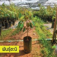 ราคา ทุเรียนพันธุ์ชะนี ทุเรียนชะนี จันทบุรี ของแท้ 100 กิ่งกระโดง กิ่งข้าง 1 ต้น ขนาดต้นสูง 40 50 cm พร้อมปลูก (10903474791)