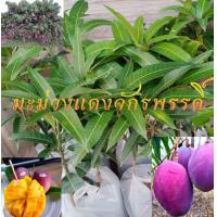 ราคา มะม่วงแดงจักรพรรดิ ต้นสูง 40 50 เซ็น เพื่อนำไปขยายพันธุ์ด้วยการต่อกิ่ง แบบเสียบยอด ในราคาถูก ปลูกง่ายโตได้ทุกสภาพดิน สีสวย ผลสุกจะหวาน ผลดิบจะมัน (14014415831)