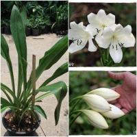 ราคา 1 หัว ว่าน มหาบัว พร้อมปลูก (9126676525)