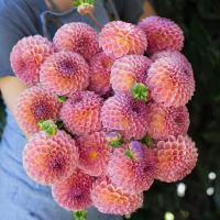 ราคา 1 เหง้า ชุุด รักเร่ Dahlia Bulb สายพันธุ์ Jowey Winnie หัวรักเร่ ดอกไม้ ดอกรักเร่ เหง้า นำเข้า ยุโรป หัวสดใหม่ ผ่านการแช่เย็นแล้ว (8668341351)