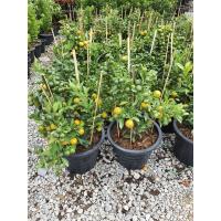 ราคา ต้นส้มจี๊ด ส้มมังกร ในกระถาง11นิ้ว (16418075956)