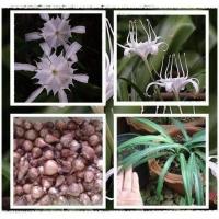 ราคา 2 หัว หัวว่านเศรษฐีน้ำเต้าทอง ว่านมหามงคล ว่านระฆังทอง Pancratium zeylanicum L เป็นว่านเสี่ยงทายเหมือนกัน (9126053931)